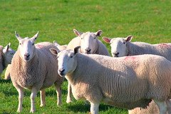 Where are ewe?