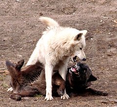 Play nice to win