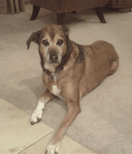 Sophie Dog at DogWheelChairLife.com